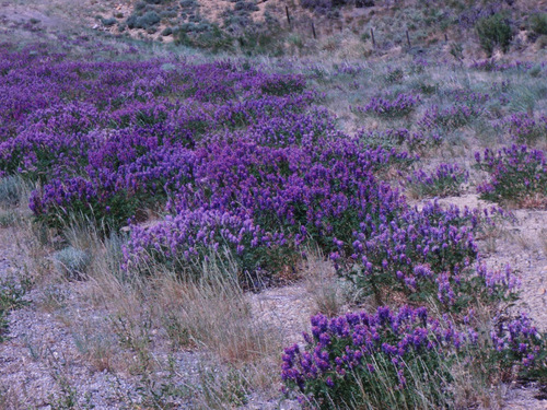 Roadside Vetch.